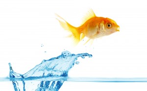 gold small fish jumps out of water